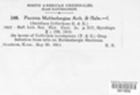 Puccinia muehlenbergiae image